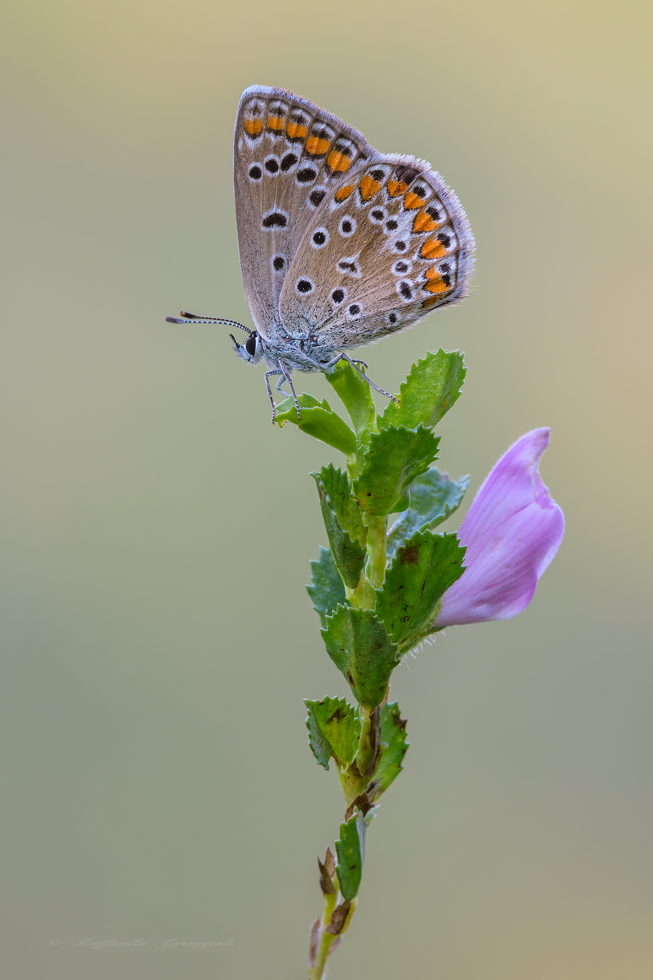 Polyommatus icarus