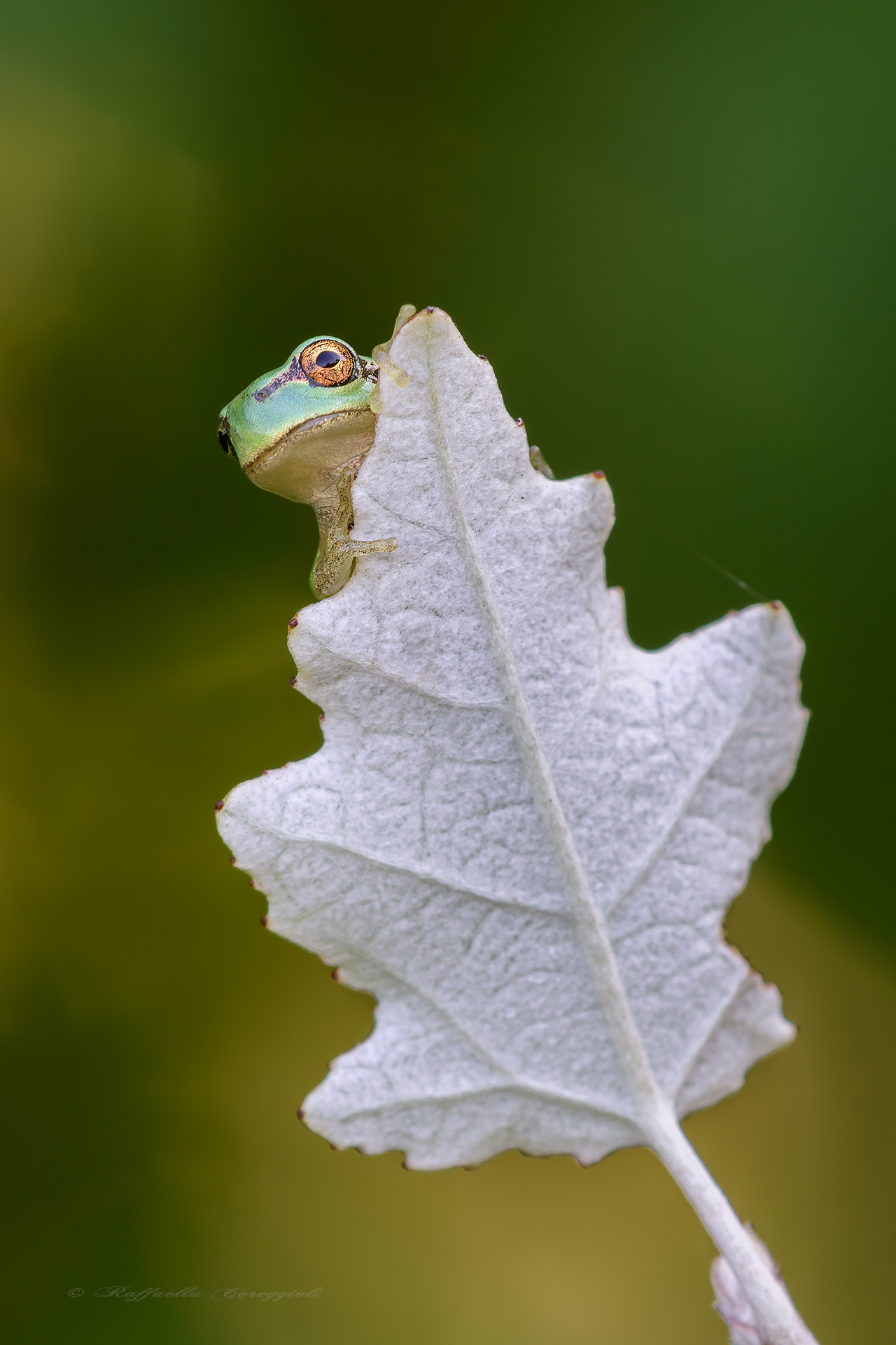 What do you want this ....?