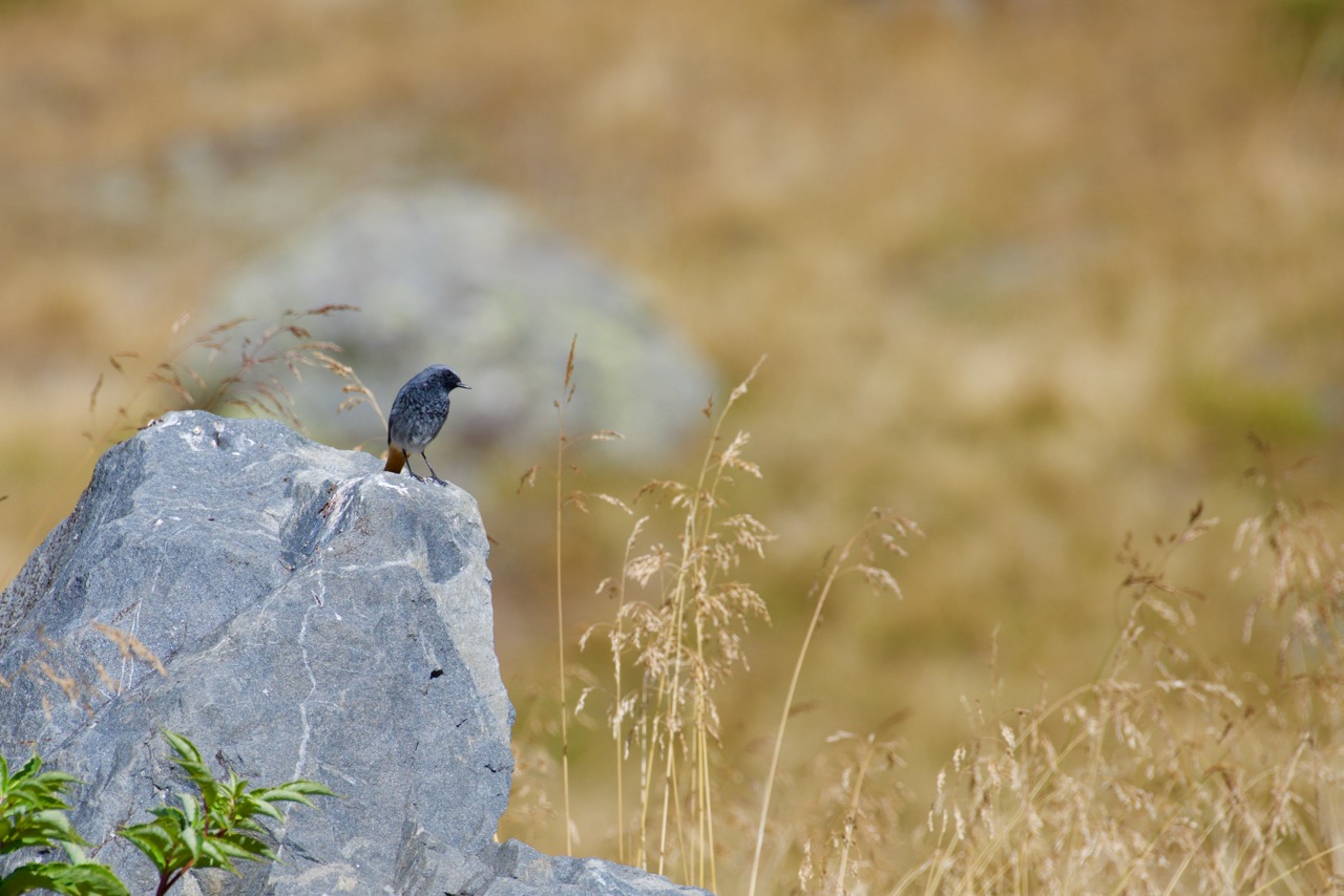 Codirosso spazzacamino