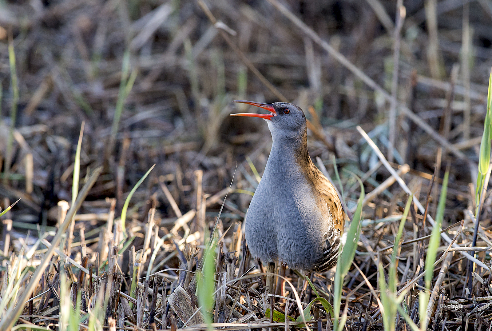 Porciglione canterino