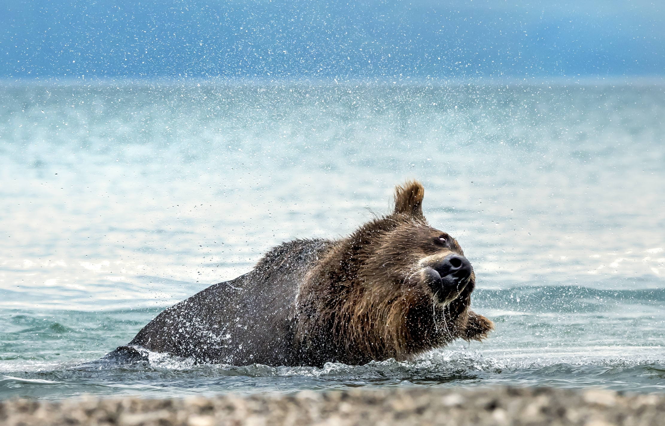 Kamchatka 2016 - Scuotimento