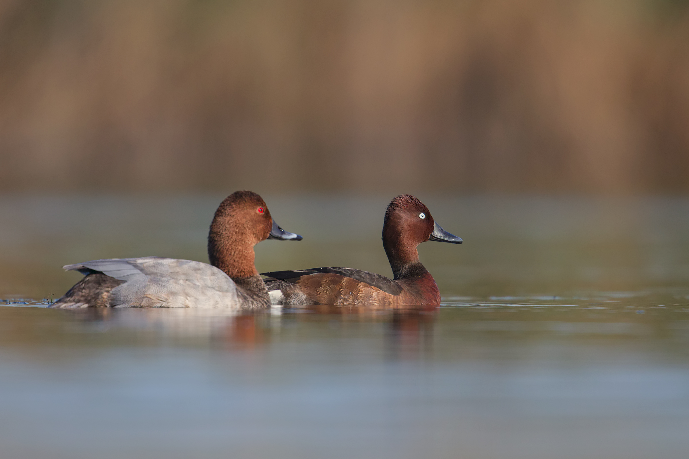Ferruginous duck and pochard