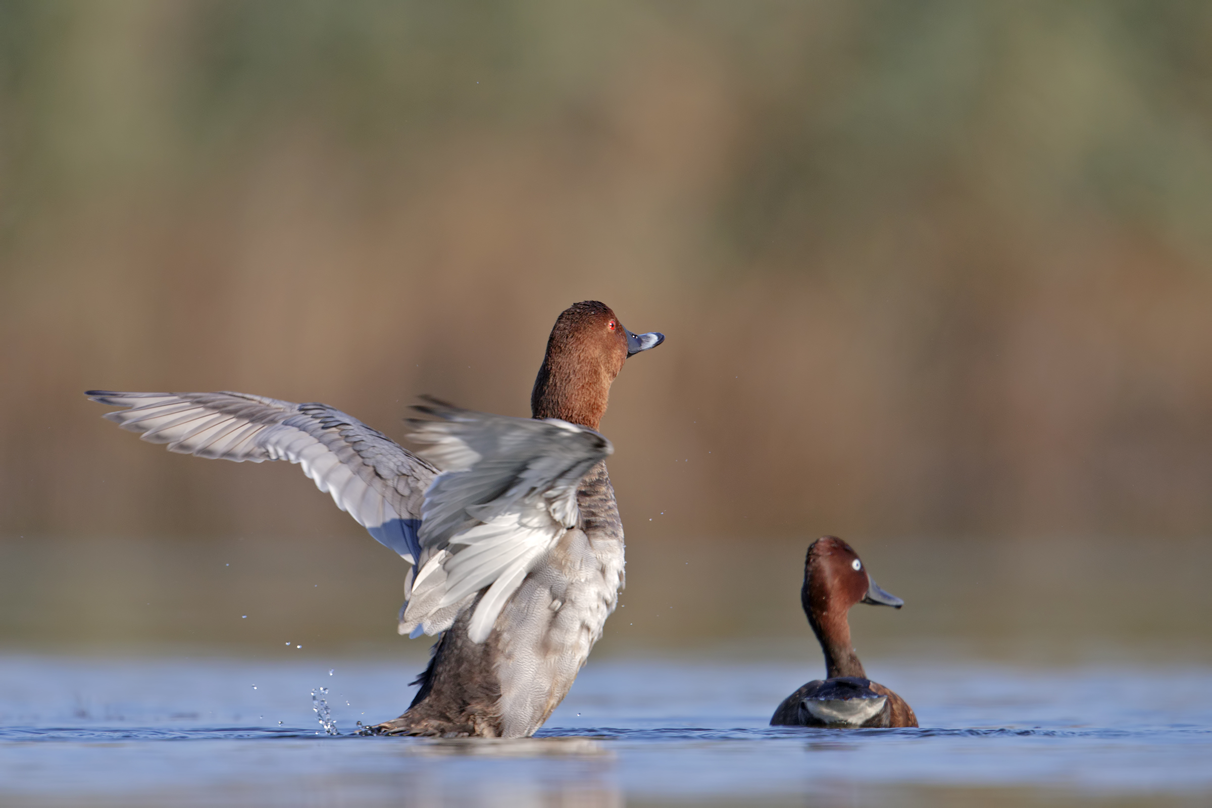 pochard