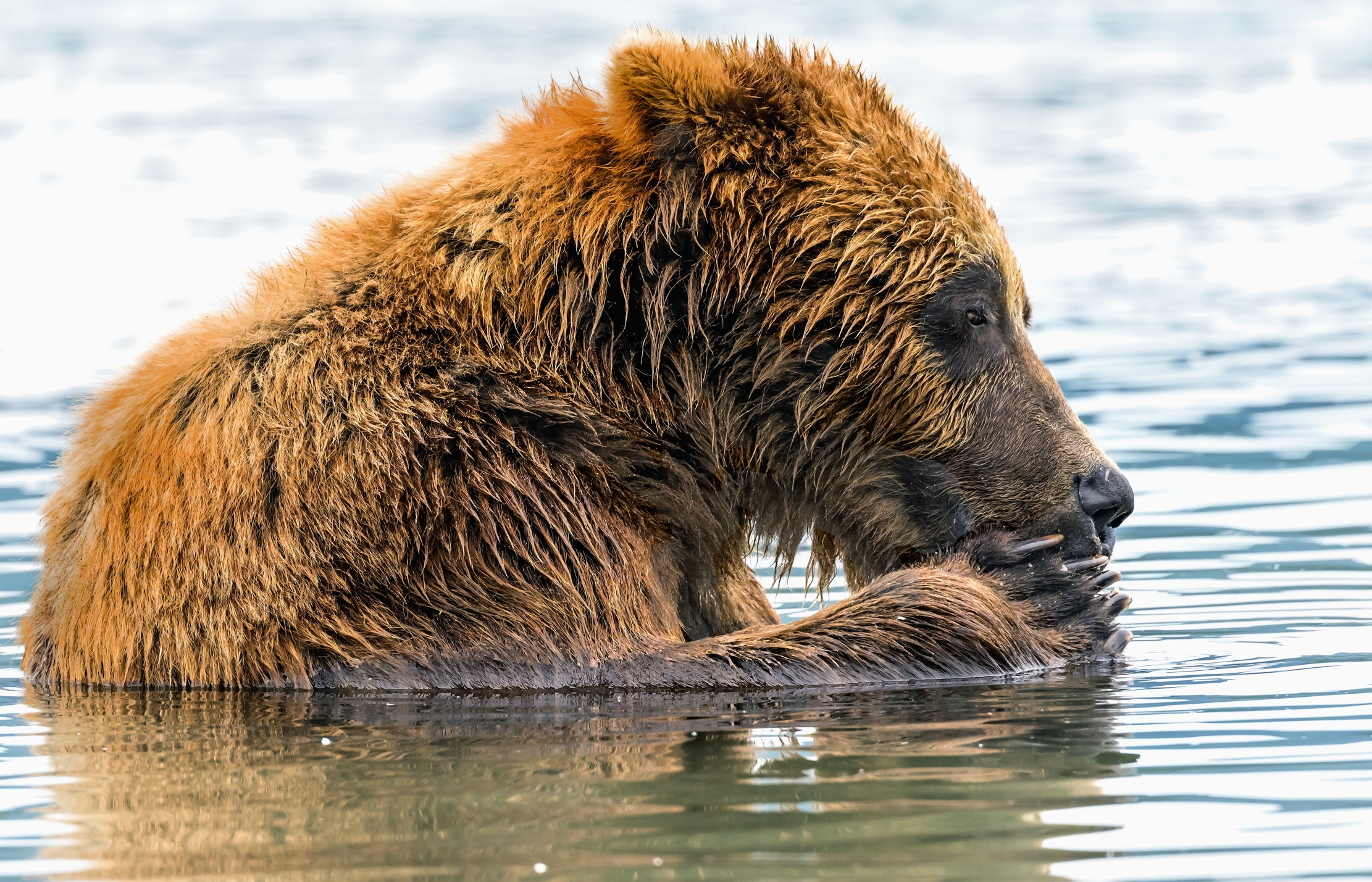 Kamchatka 2016 - Primo piano
