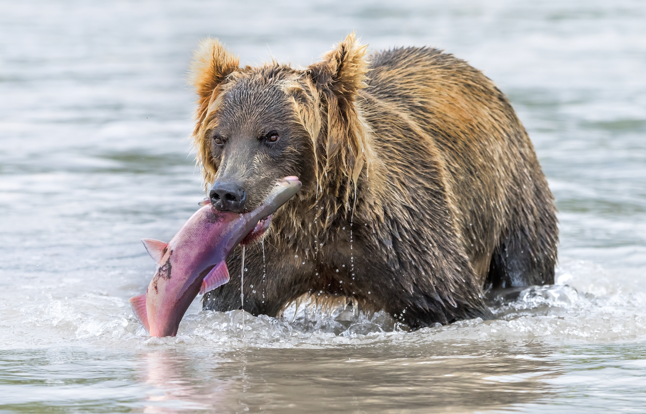 Kamchatka 2016 - Fishing