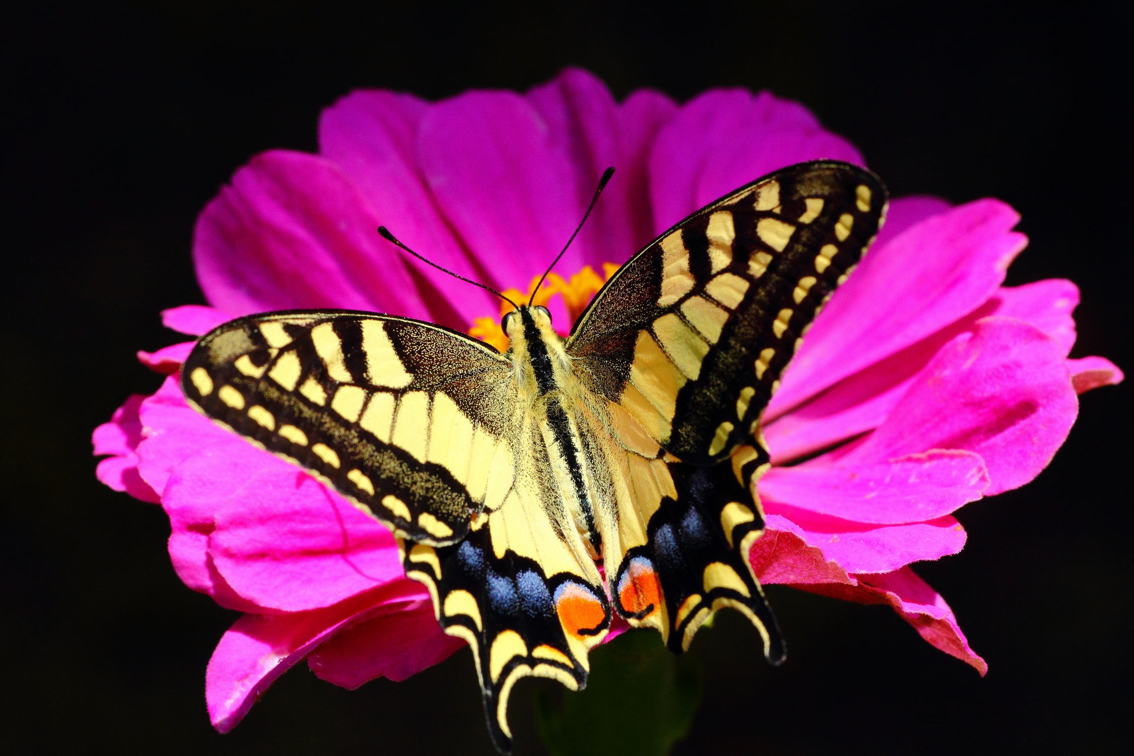 Macaone  (Papilio machaon)