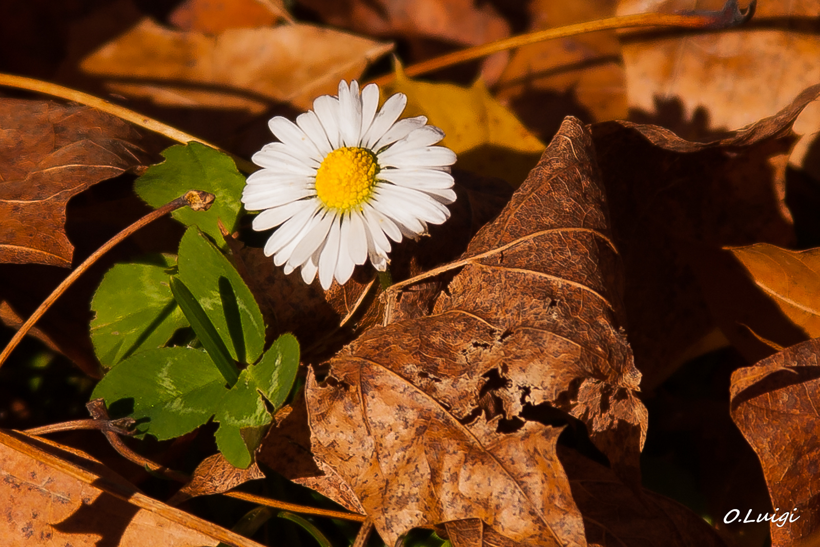 Resistere all'autunno