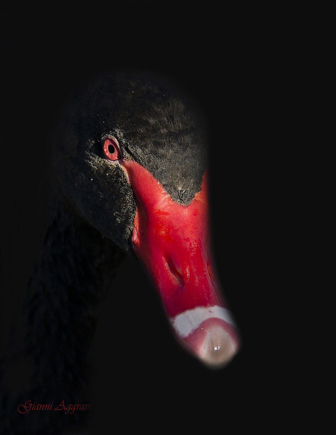 Cigno nero (Cygnus atratus)