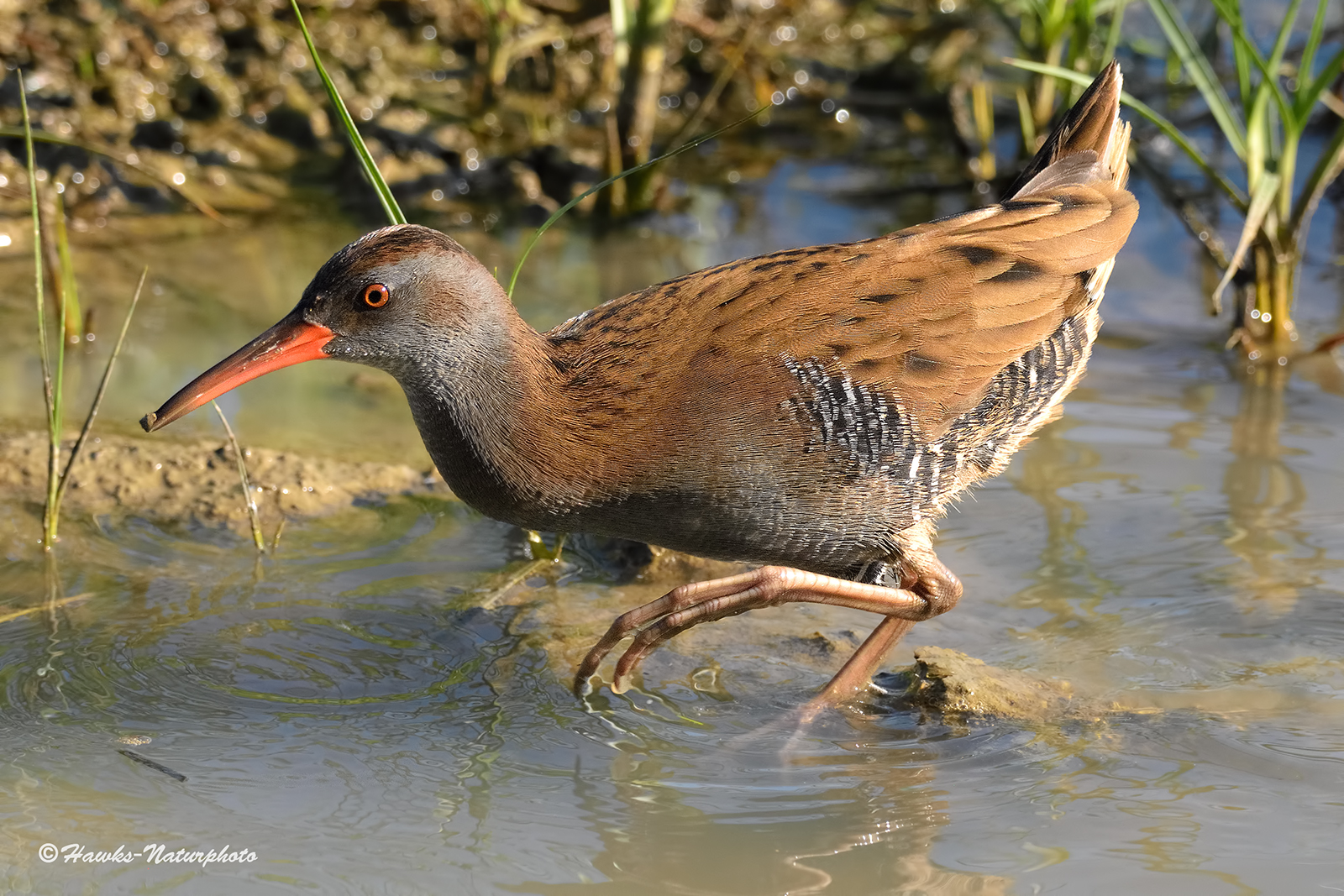 Water Rail