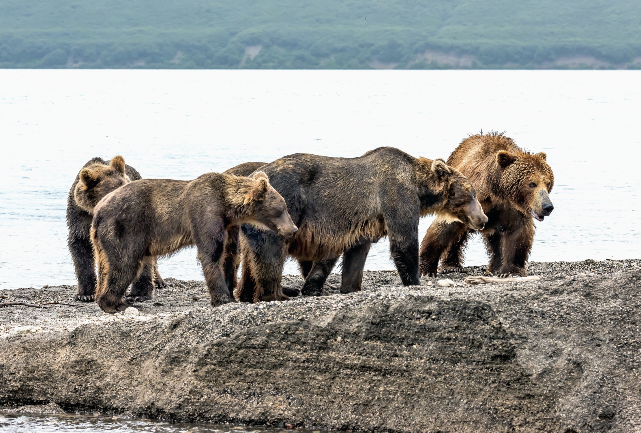 Kamchatka 2016 - Bears
