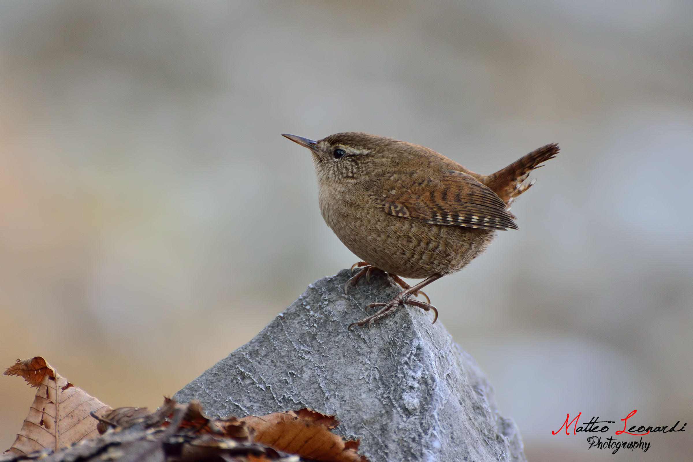 Wren Autumn