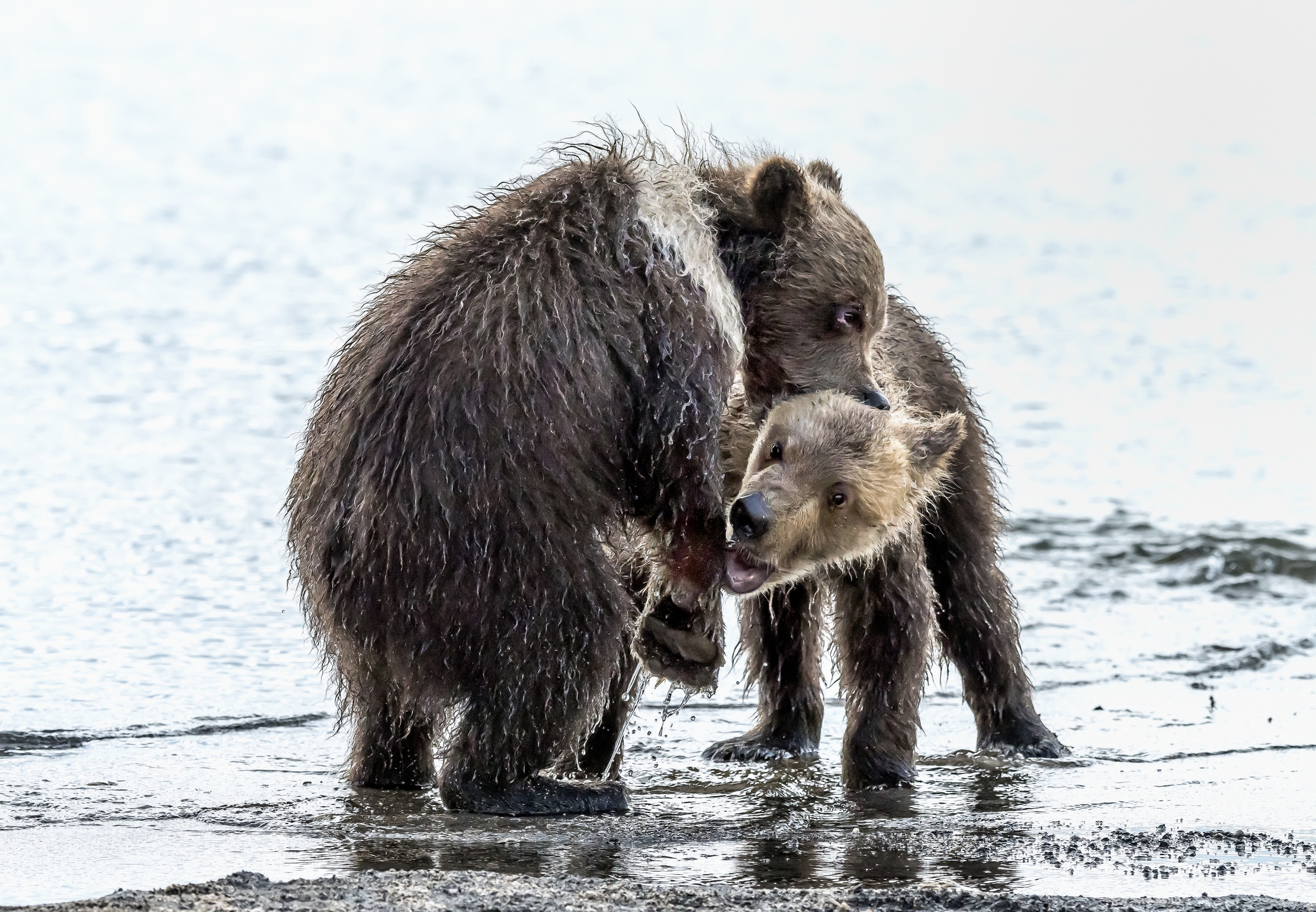 Kamchatka 2016 - Giochi
