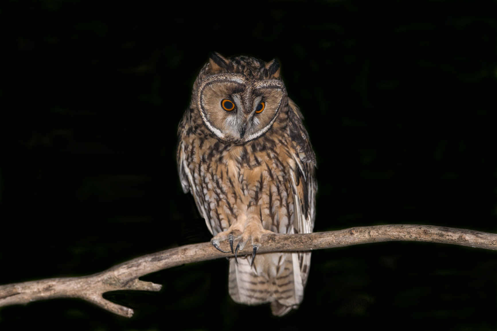 screech owl