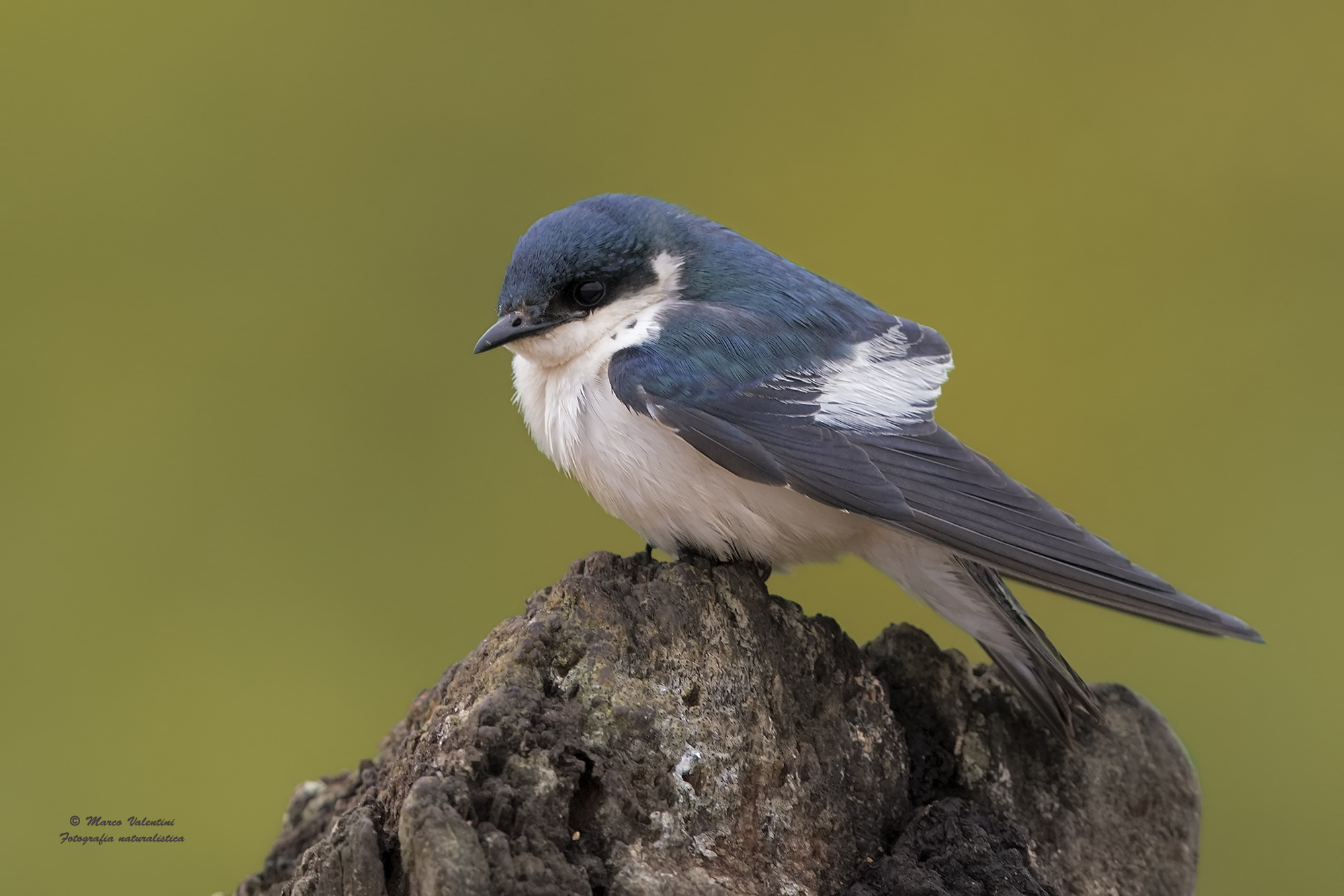 White-winged swallow