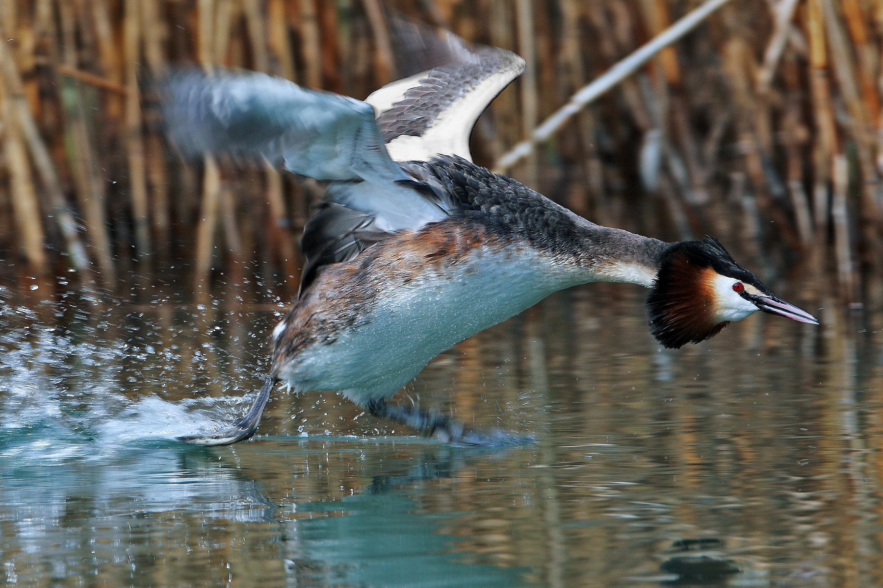 Grebe attack