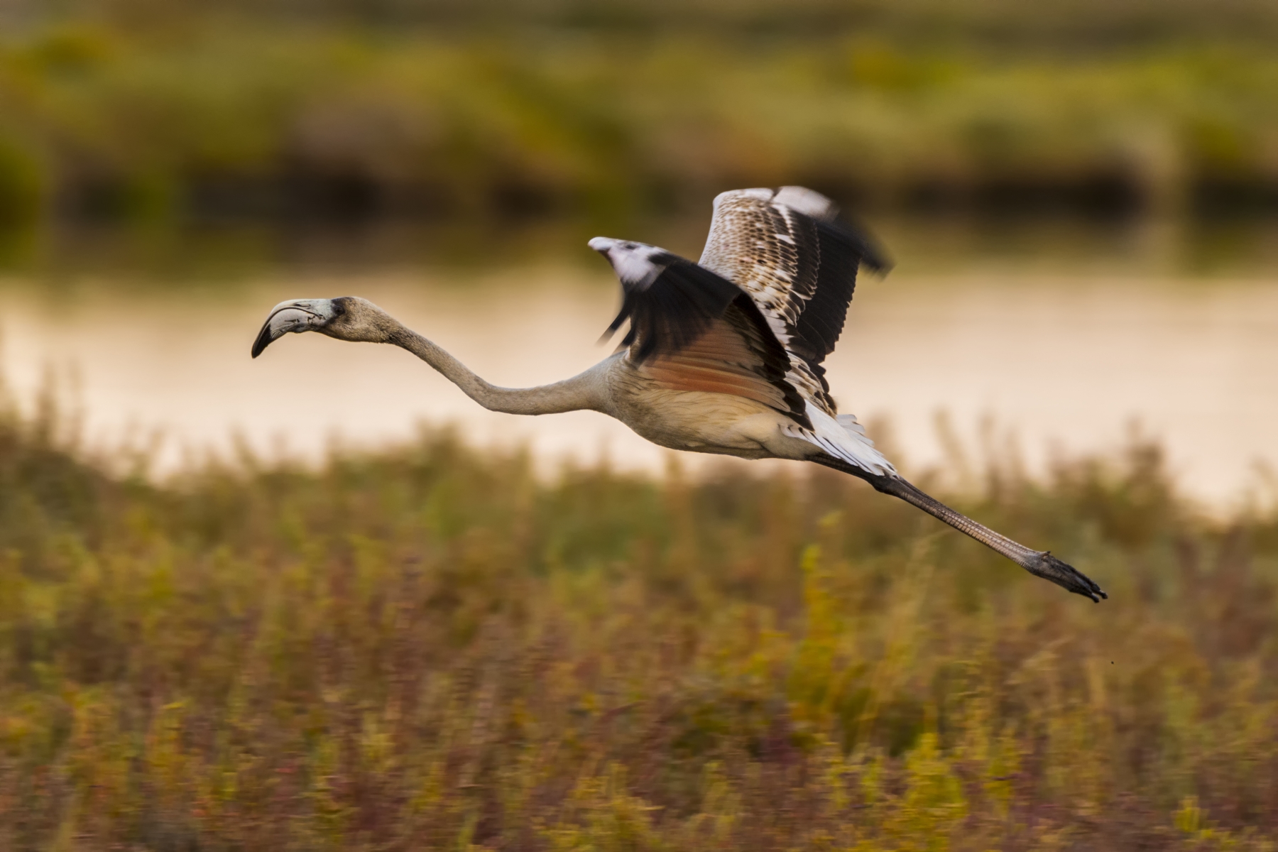 Giovane Fenicottero in volo 1
