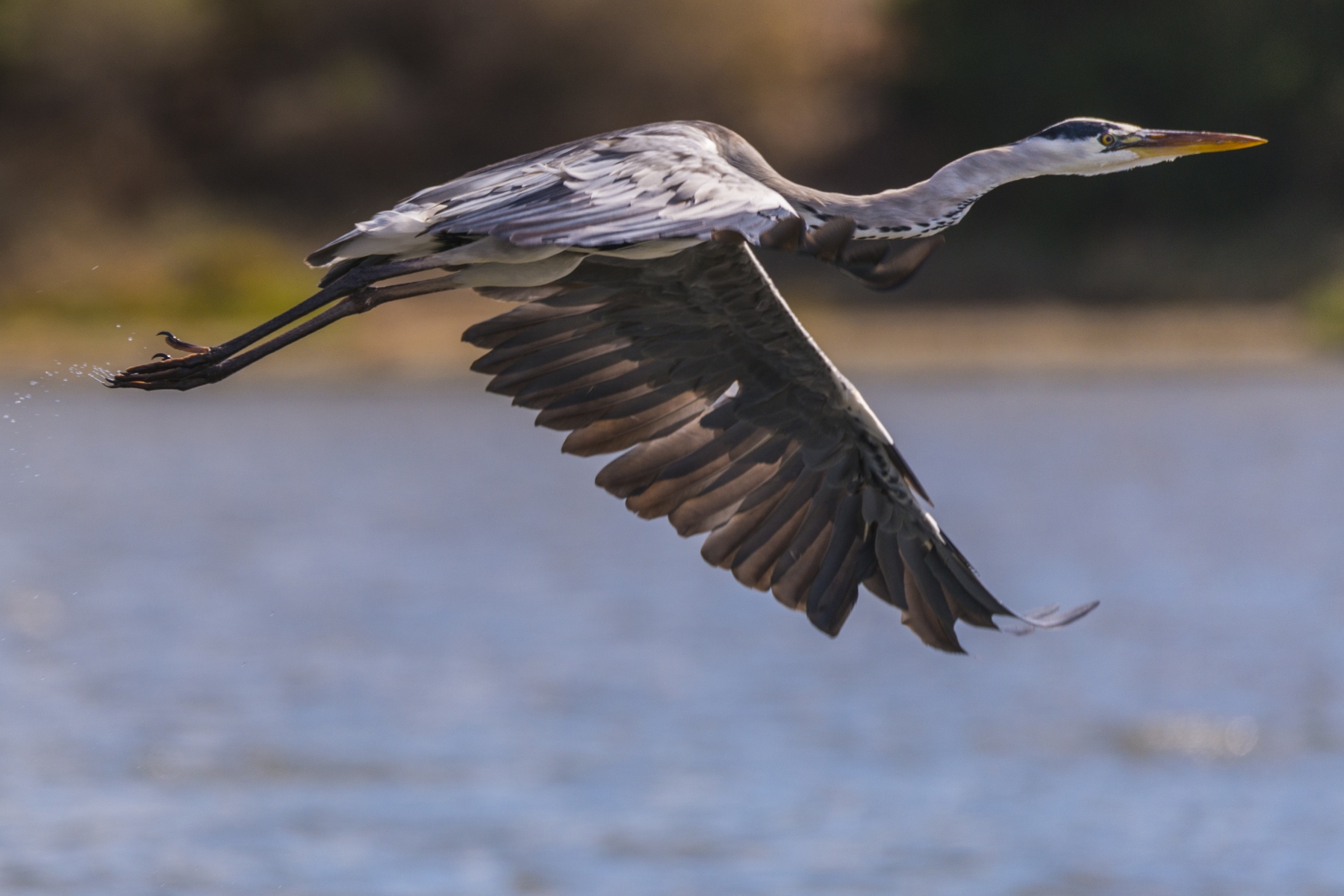 Grey Heron in flight