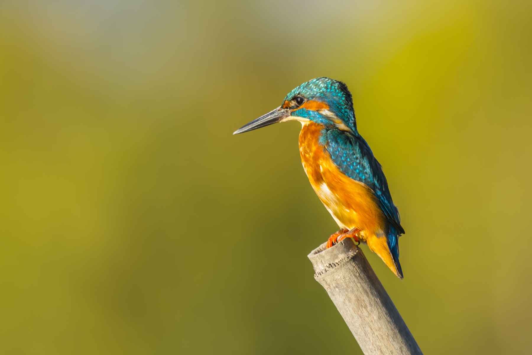 Il mio primo Martino presentabile