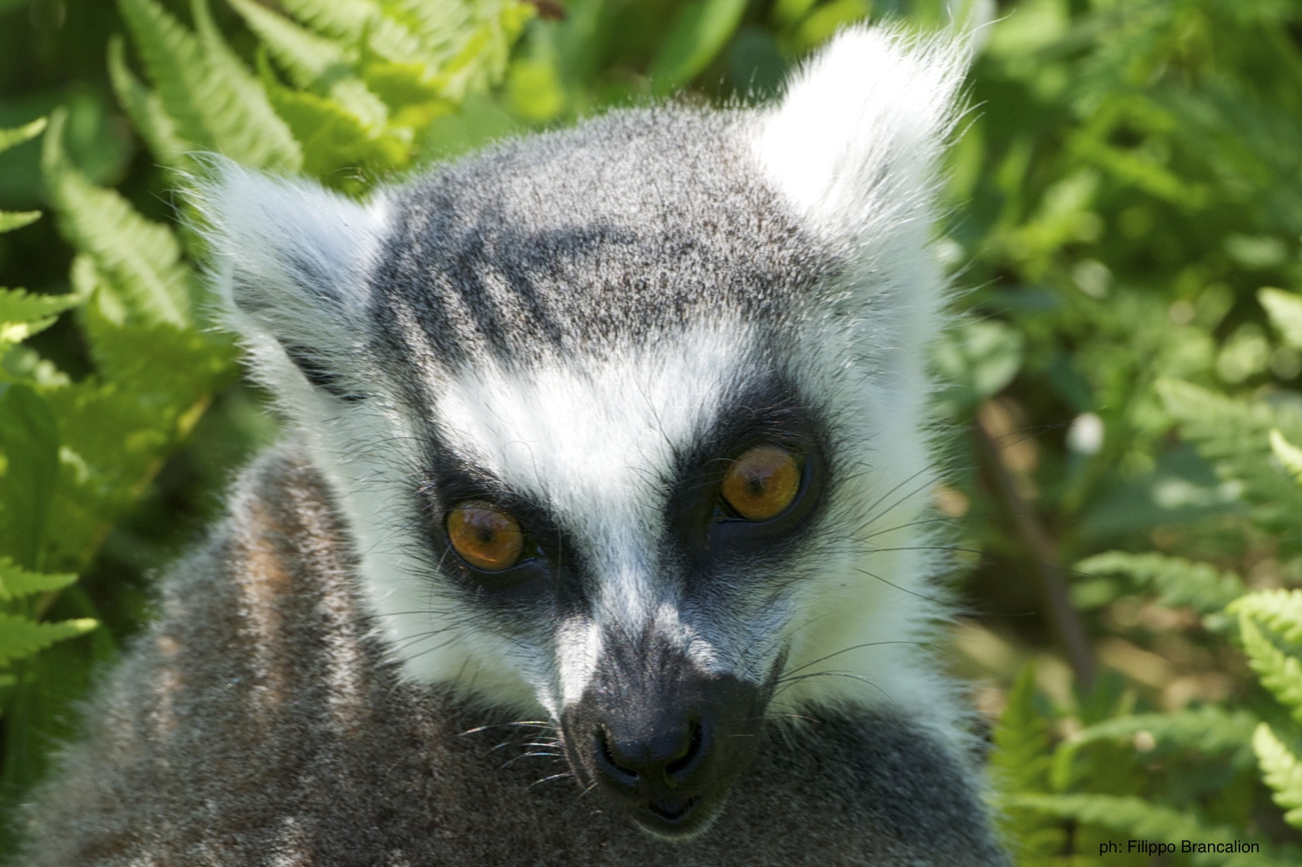 Lemur