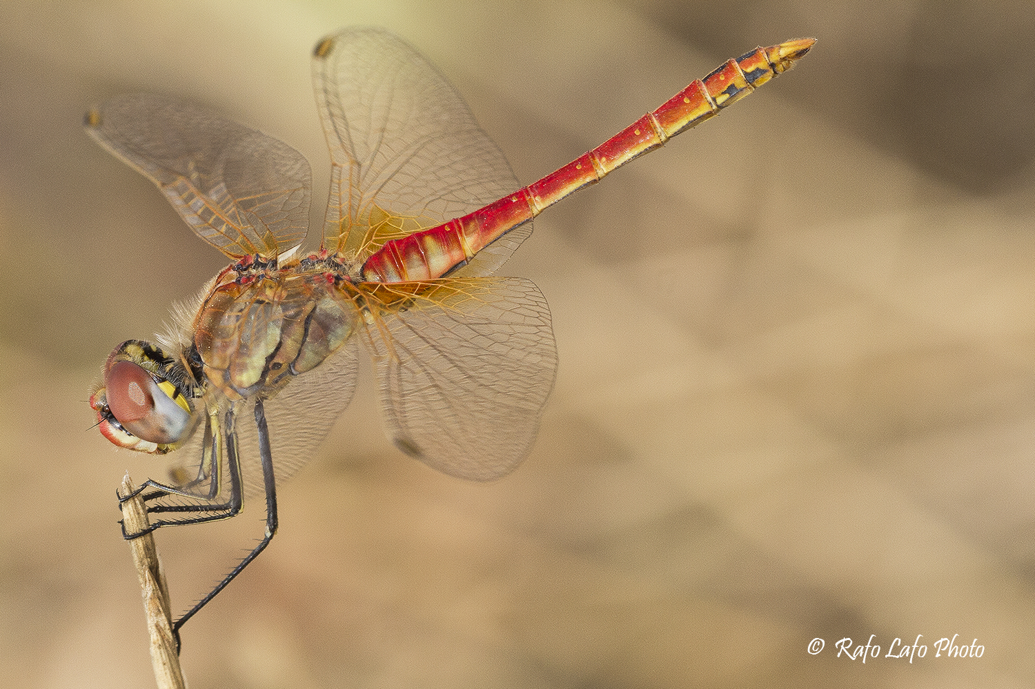 Sympetrum fonscolombi