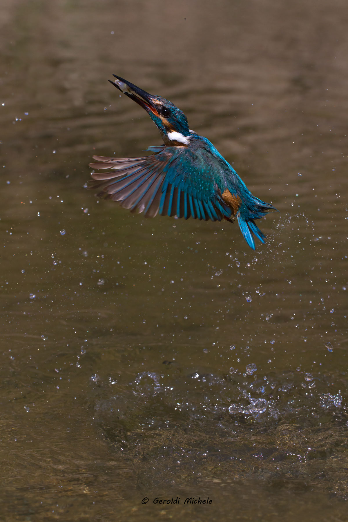 Il martino di ritorno dalla pesca