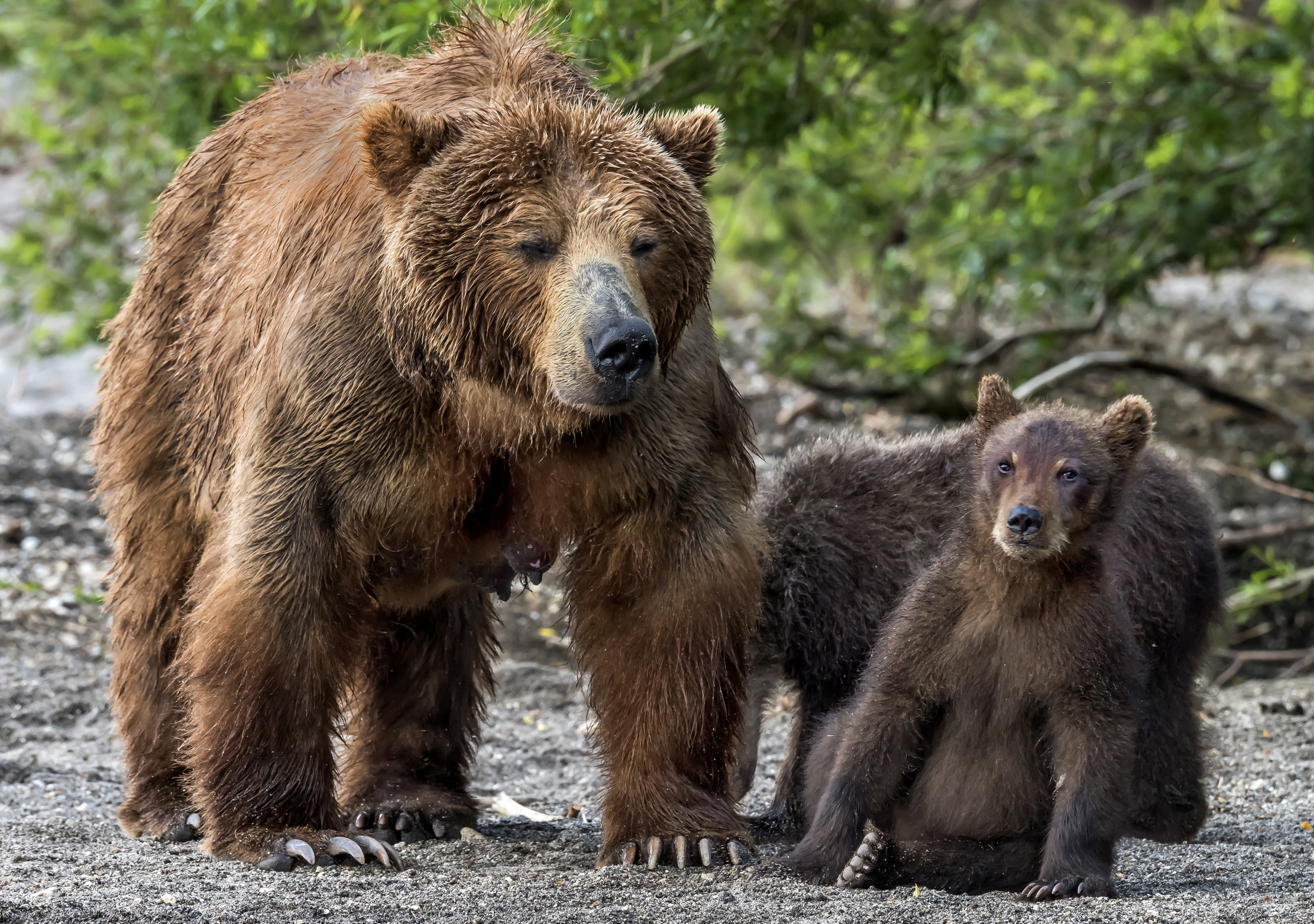 Kamchatka 2016 - Bear