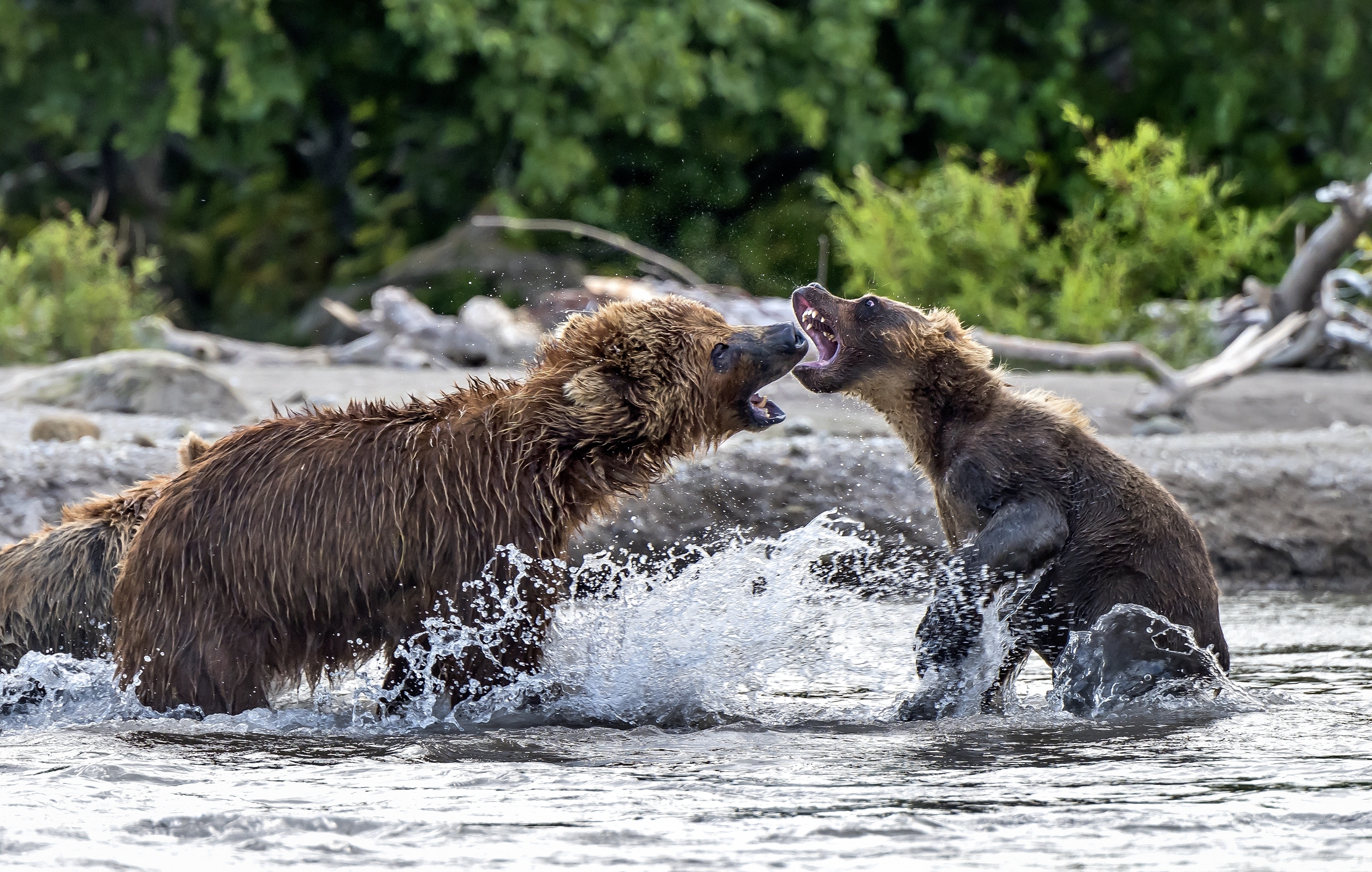 Kamchatka 2016 - Discussioni