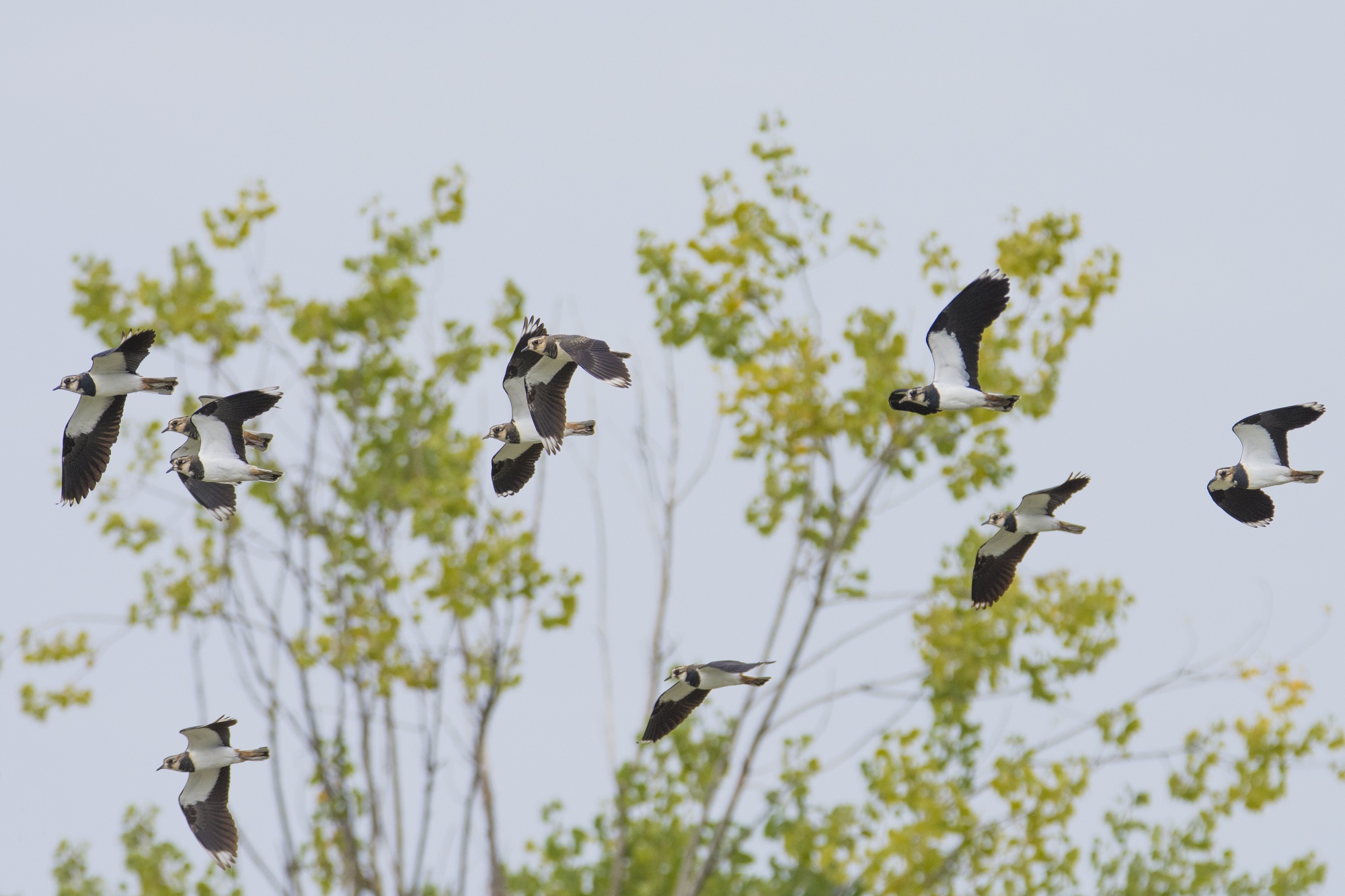 lapwings