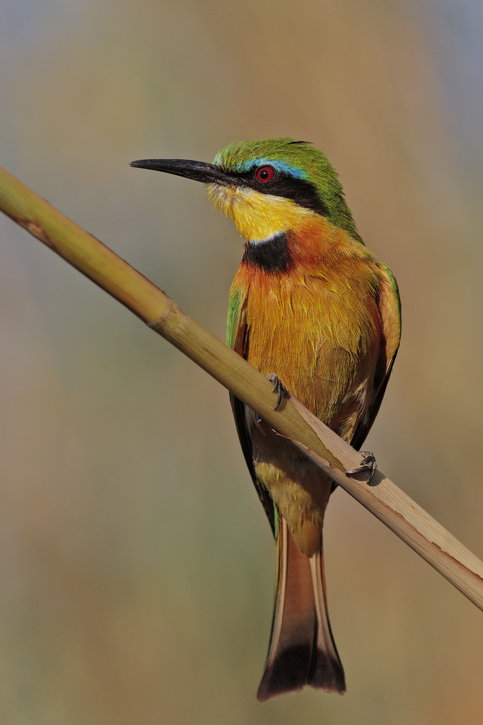 Little Be-eater (Gruccione)