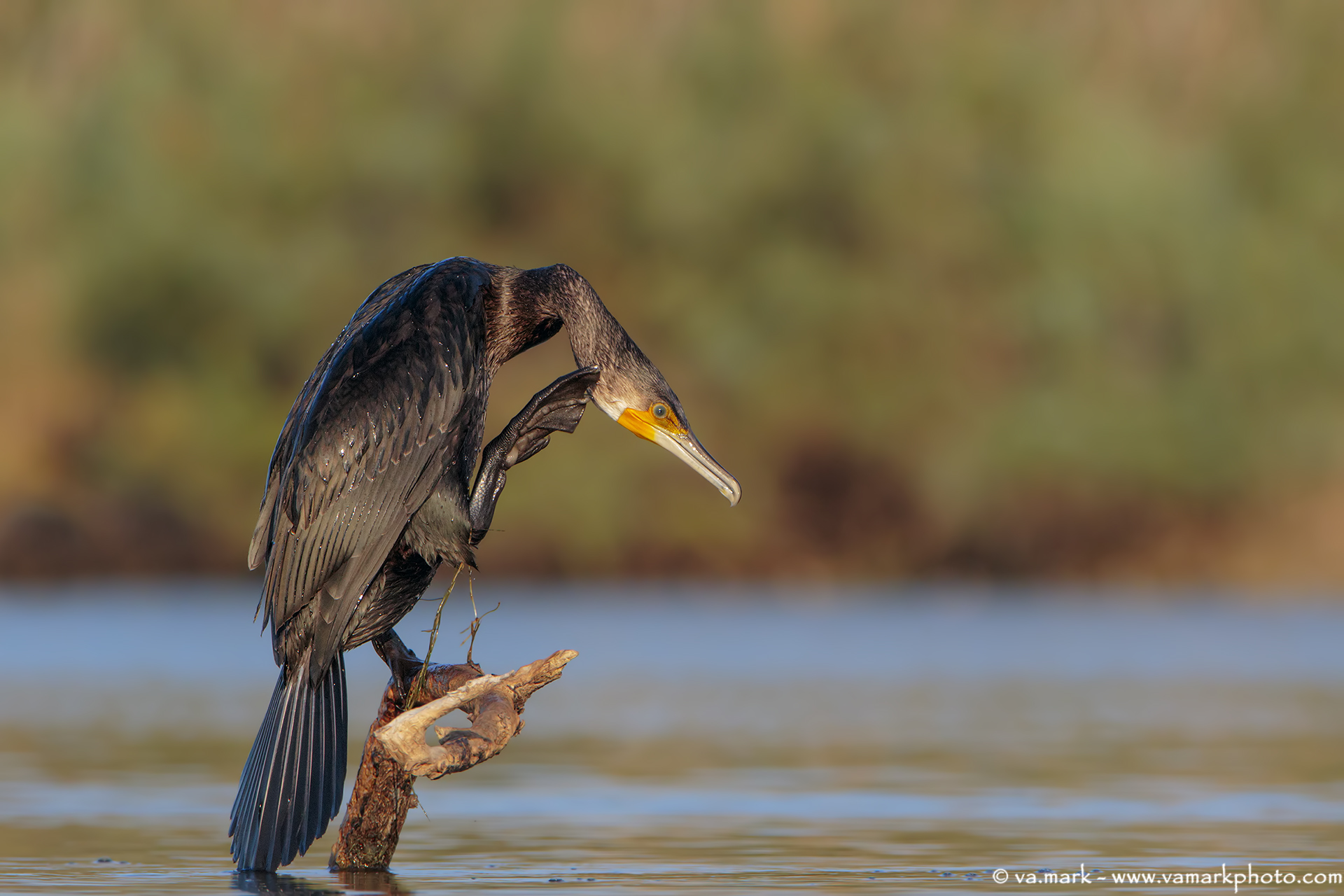 Cormorano