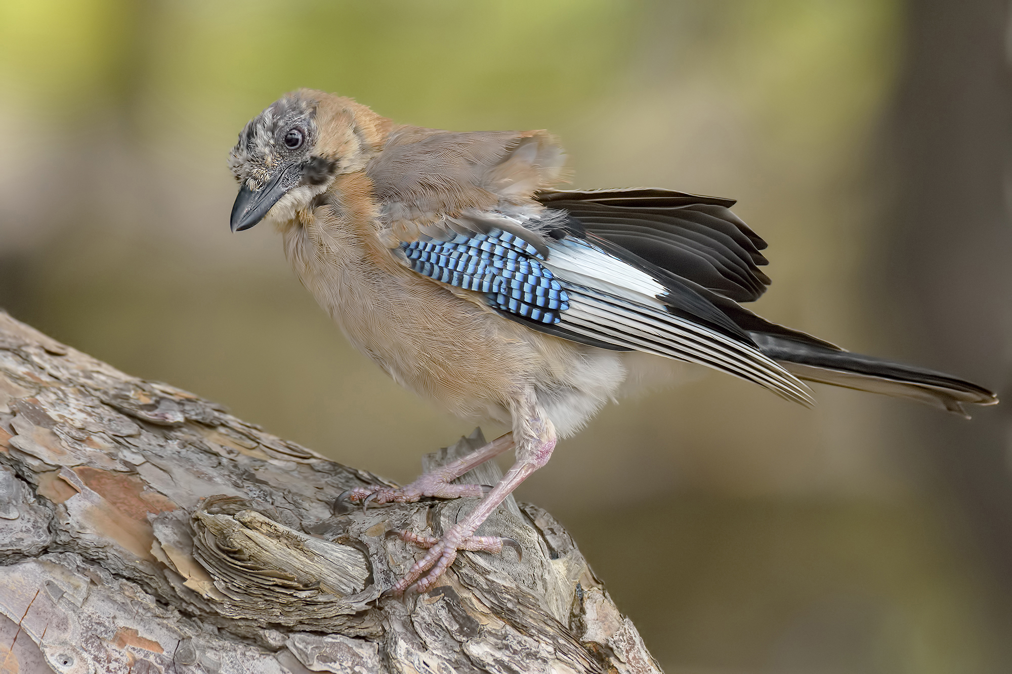 Young Jay Bosco Apuan Alps.