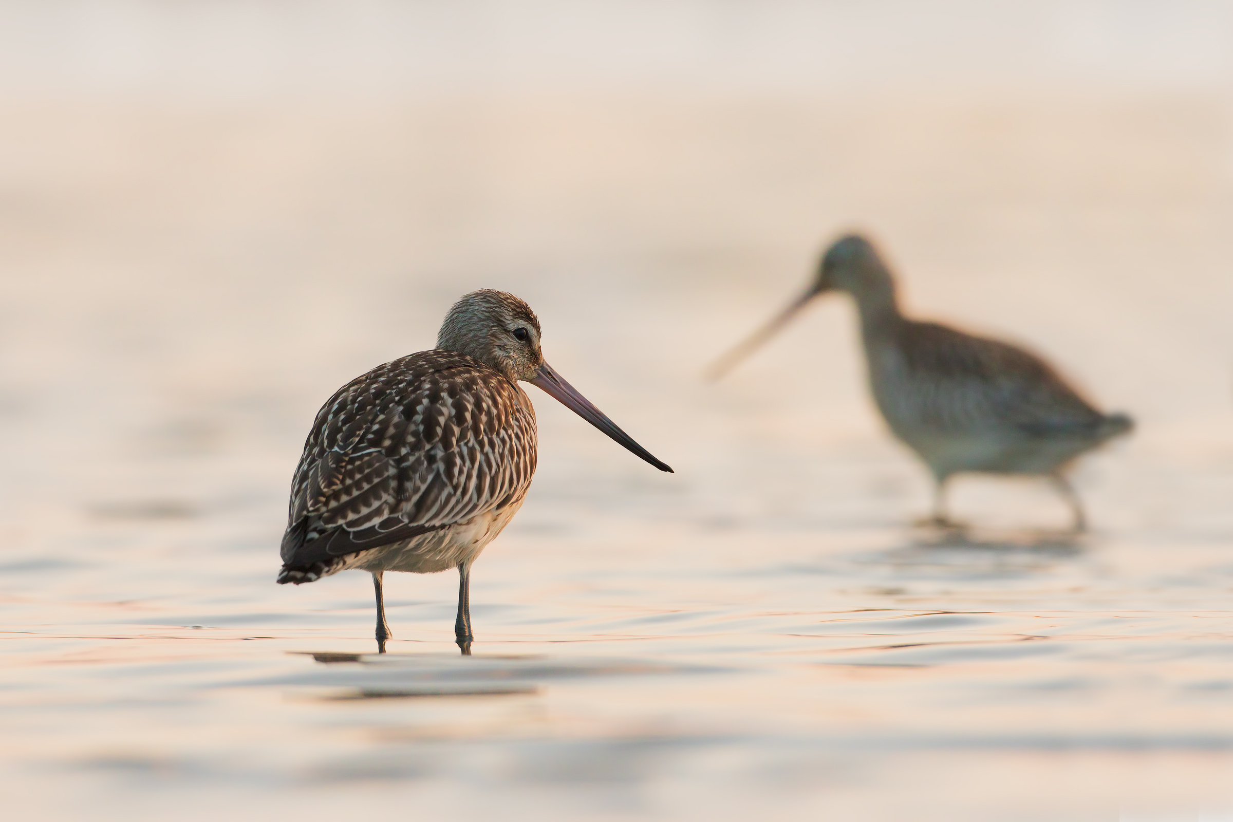 godwits minors latest flare