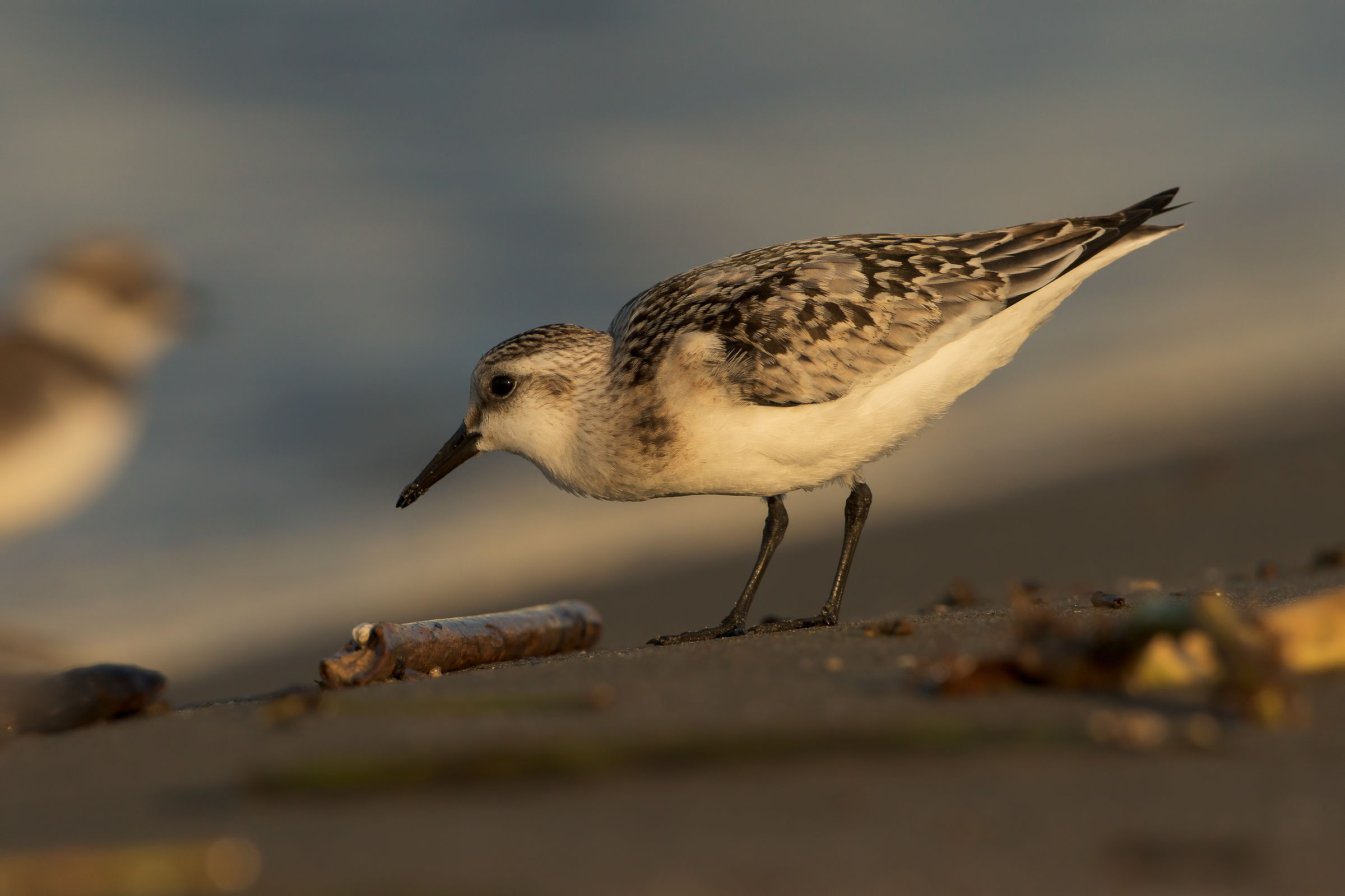 sanderling in shoreline
