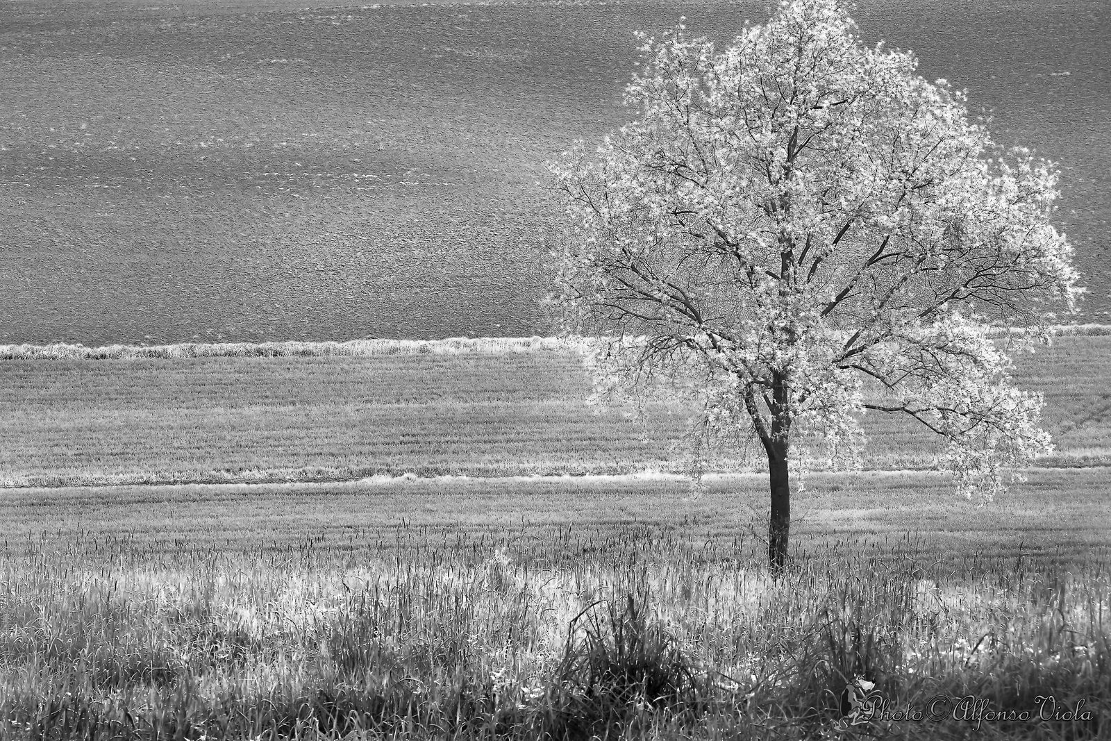 Campagna Piemonteser