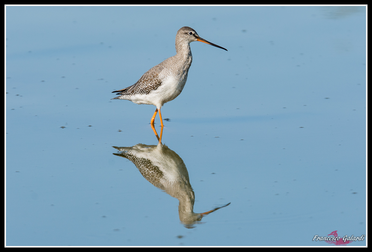Totano Moro - Tringa erythropus