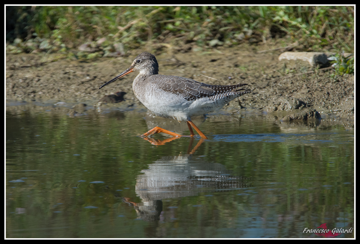 Totano Moro - Tringa erythropus
