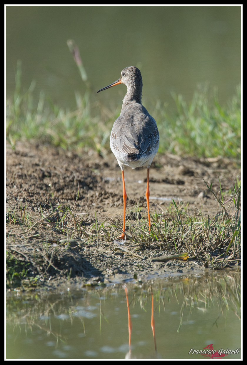 Totano Moro - Tringa erythropus