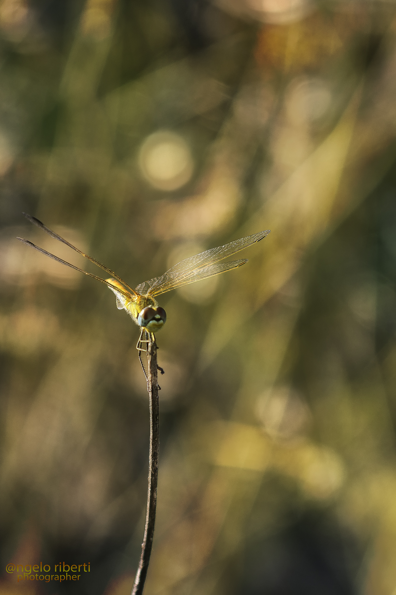 Dragonfly at sunset ...