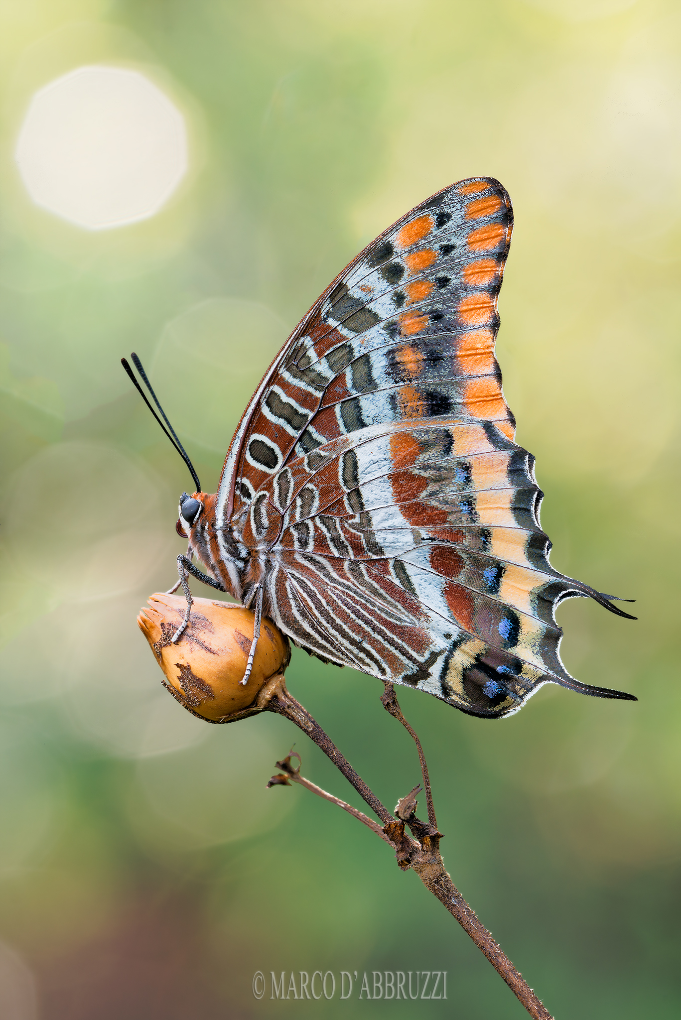 Charaxes jasius - Nymph of the strawberry tree (Linnaeus, 17...