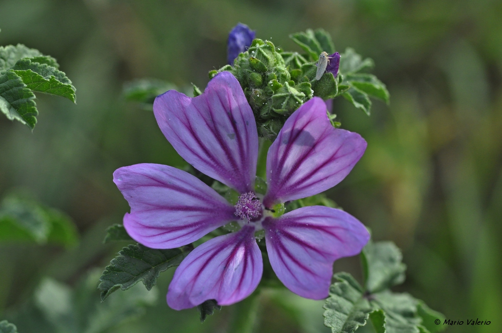 Malva