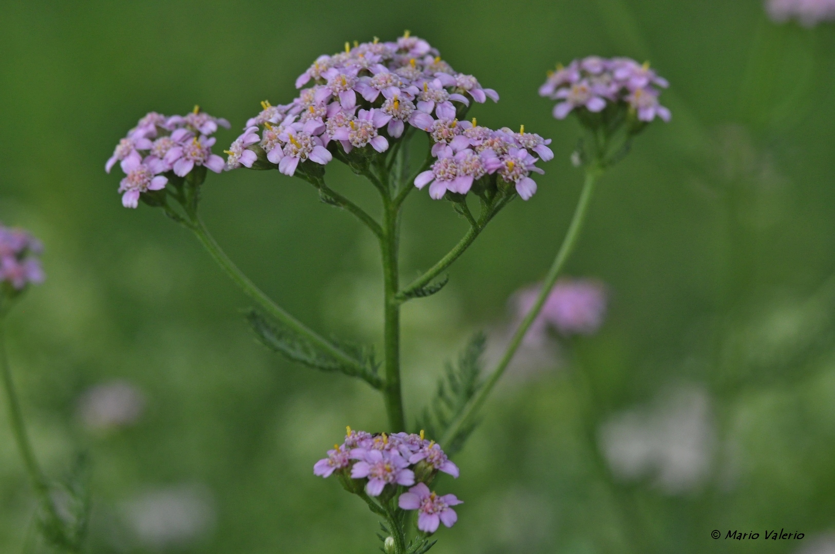 Achillea