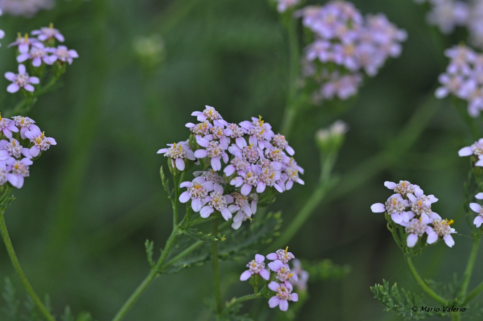 Achillea