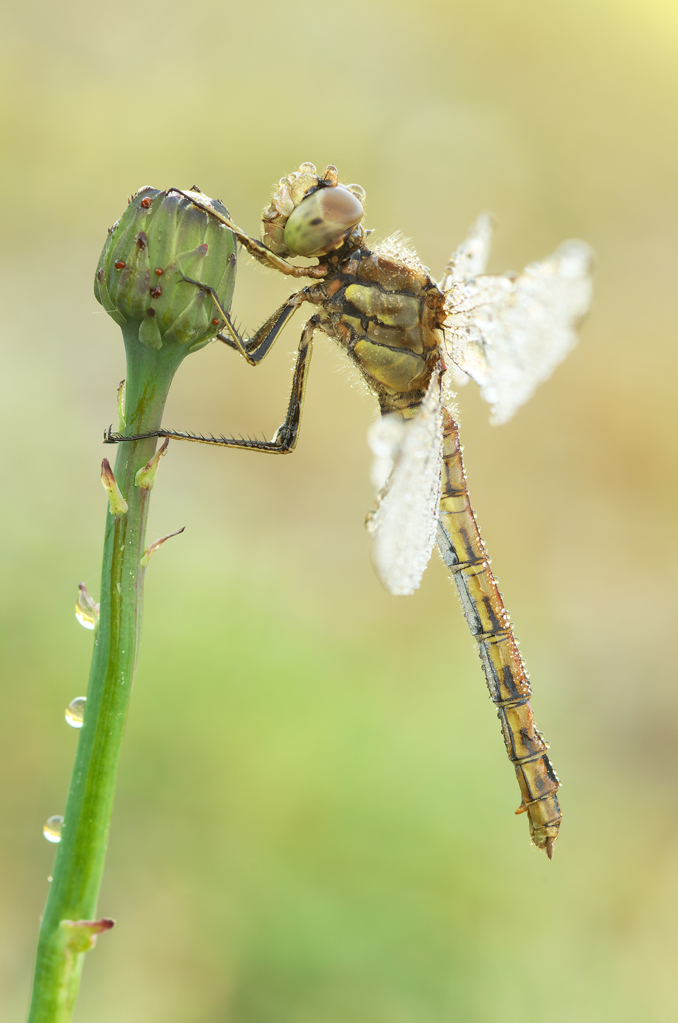 Sympetrum