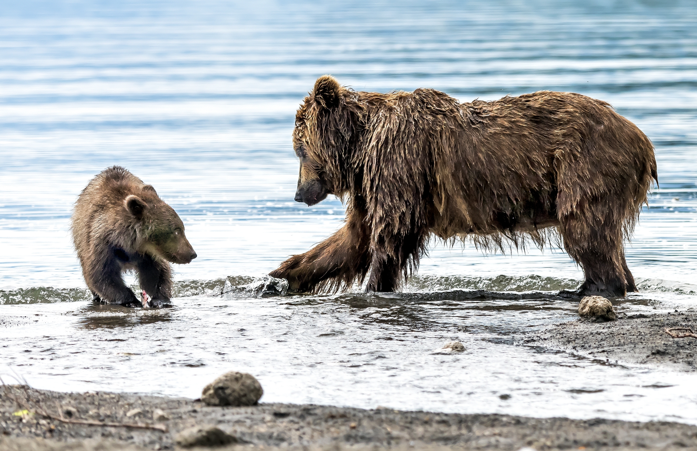 Kamchatka 2016 - Guardando si impara