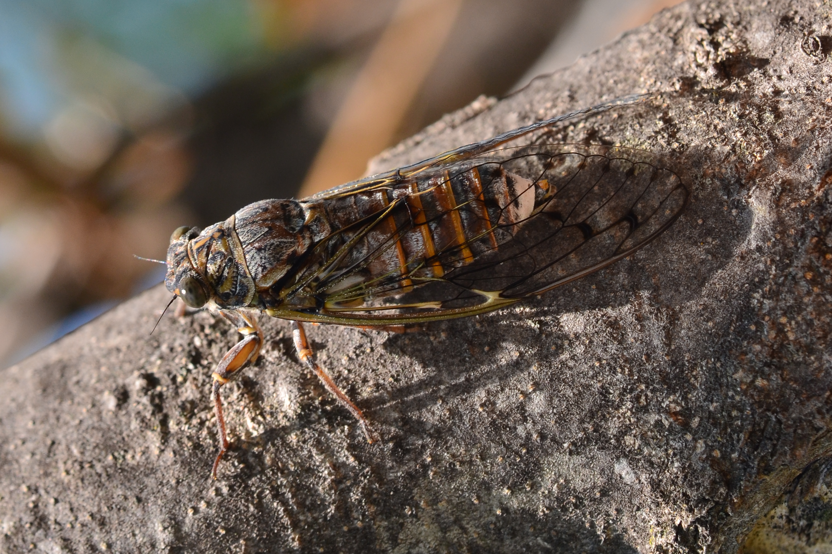 Cicada