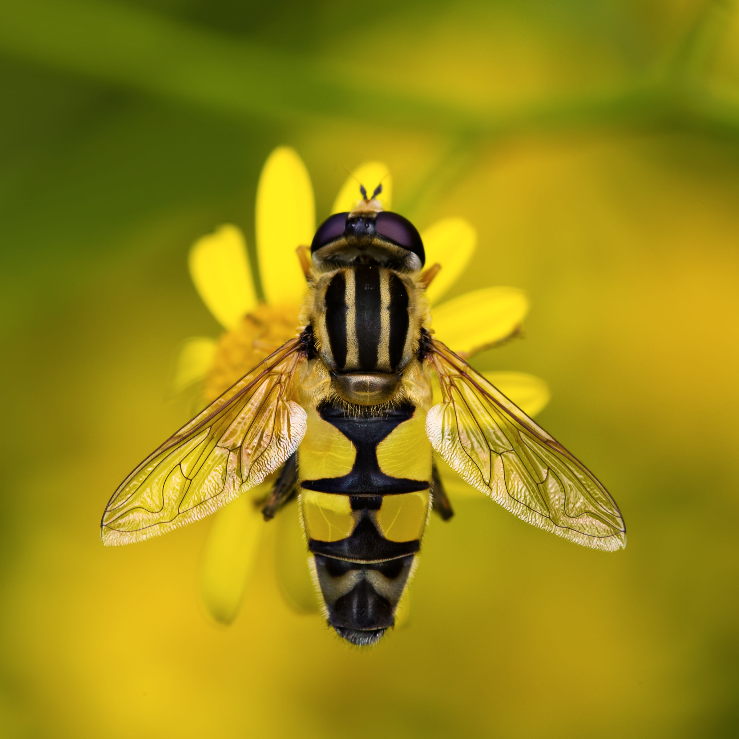 Syrphus Ribesti (Diptera)