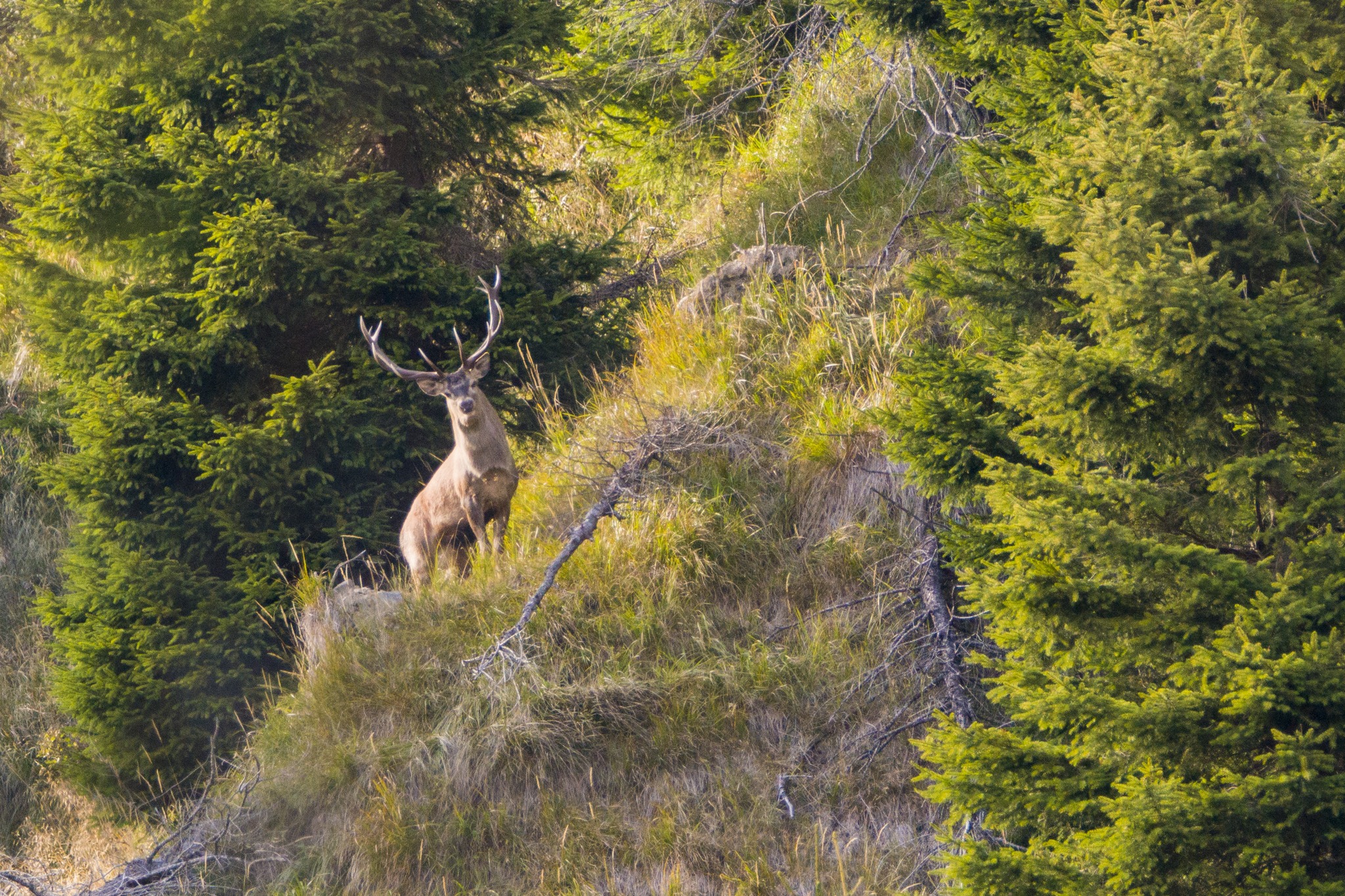 Cervo maschio in vedetta