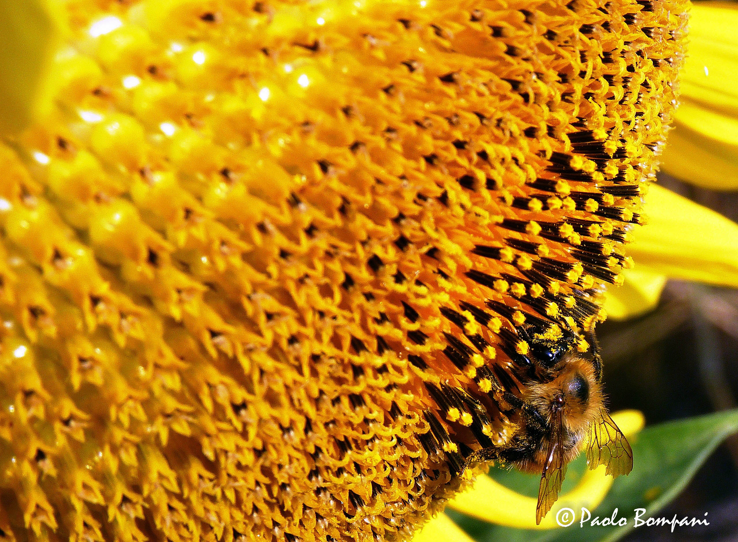 The center of attraction