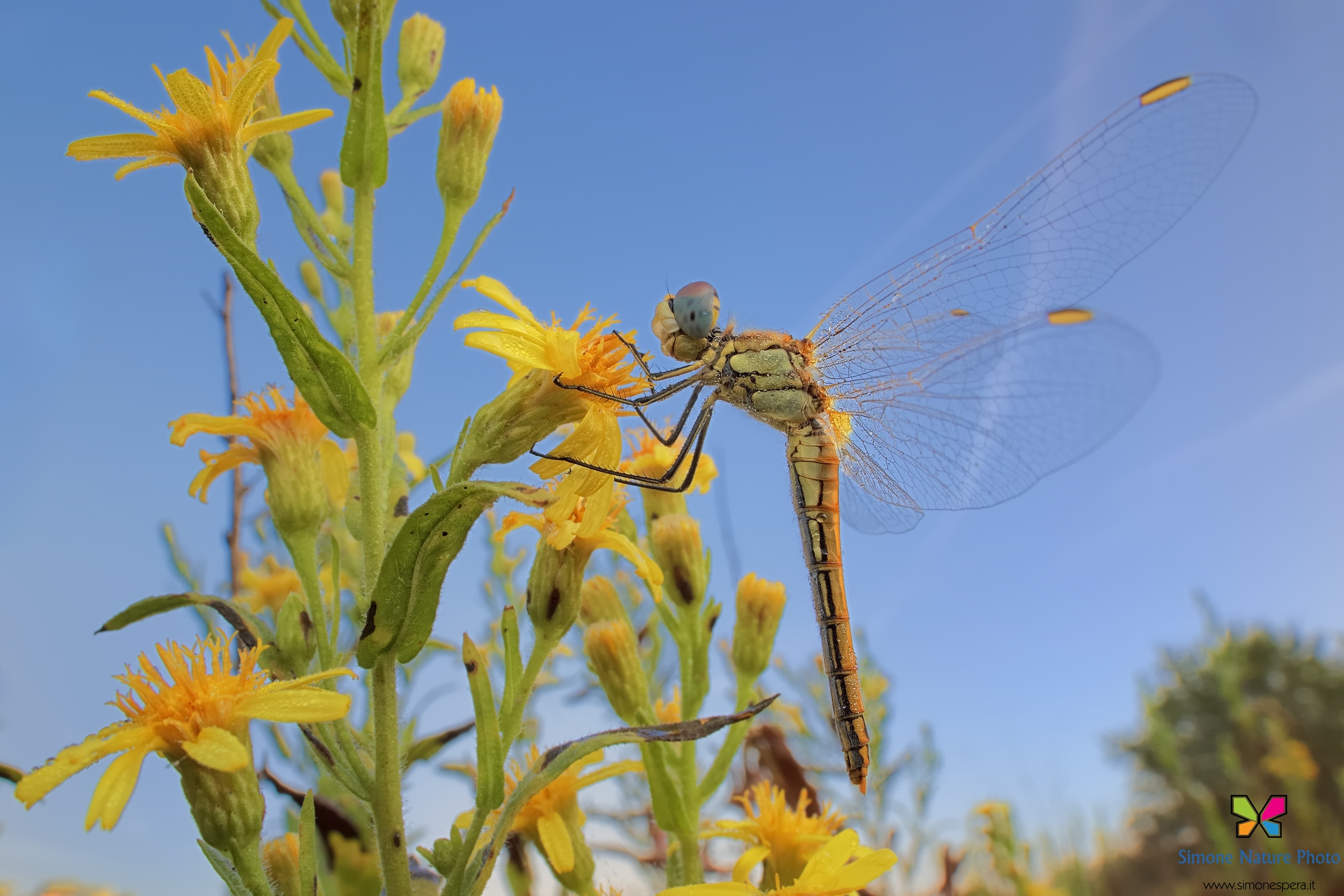 Sympetrum fonscolombii (Selys, 1840)?