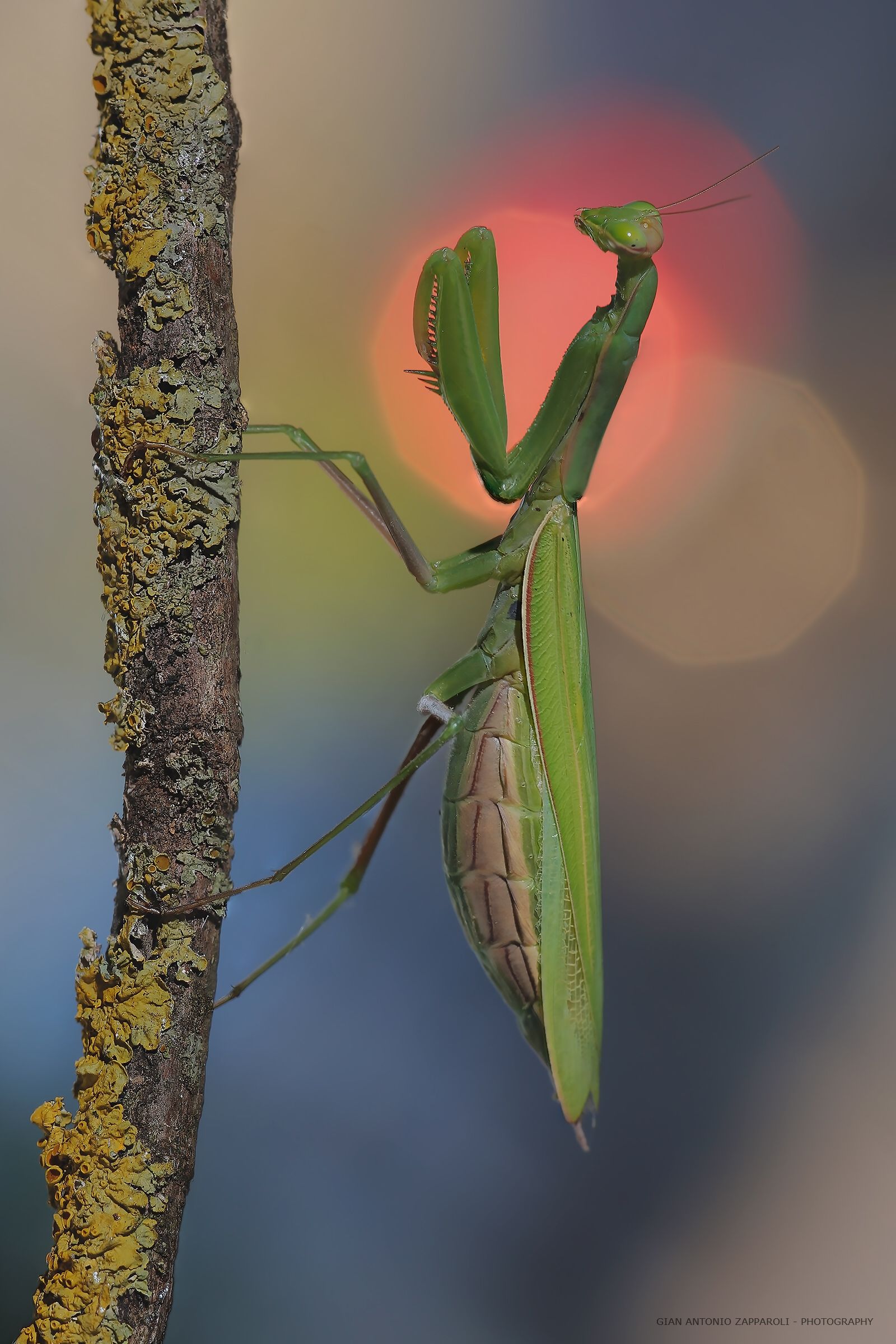 Mantis in other poses